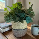 Seagrass Planter Basket with a Built-in Plastic Liner - 4" Brown