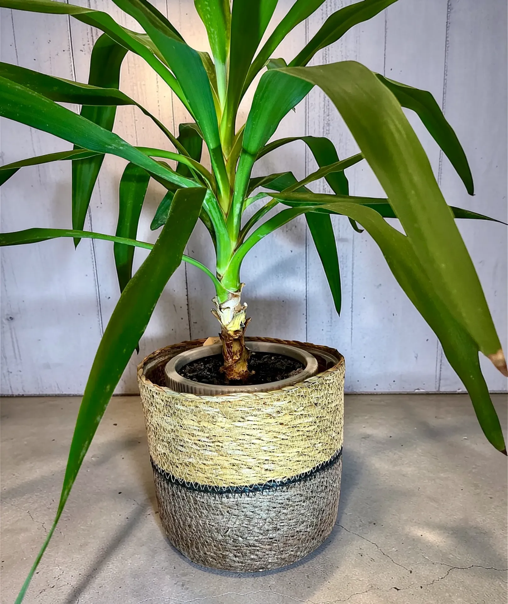 [CJ-PB-08-BR-BP] Seagrass Planter Basket with a Built-in Plastic Liner - 8" Brown